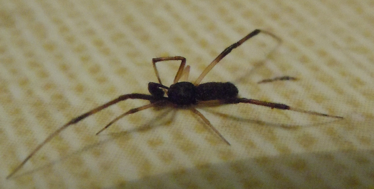 Episinus truncatus (Theridiidae)   - Paestum (Sa)